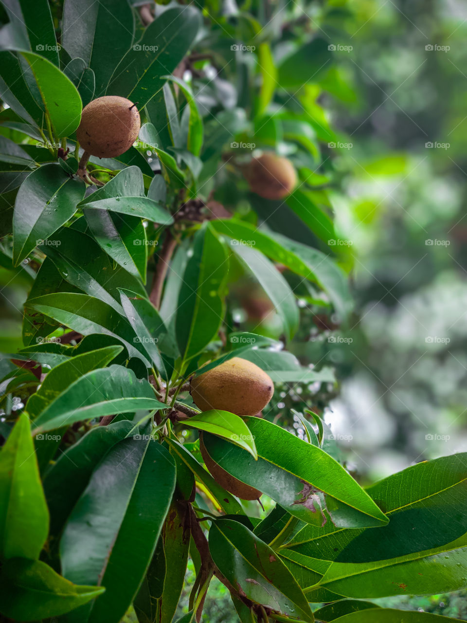 very testi fruit and smooth