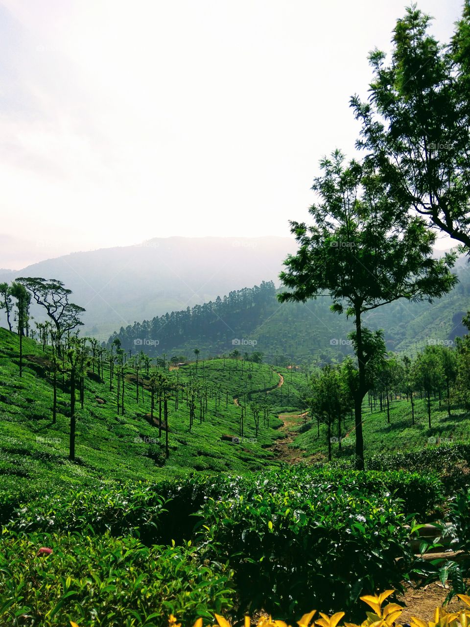 Scenic view of nature