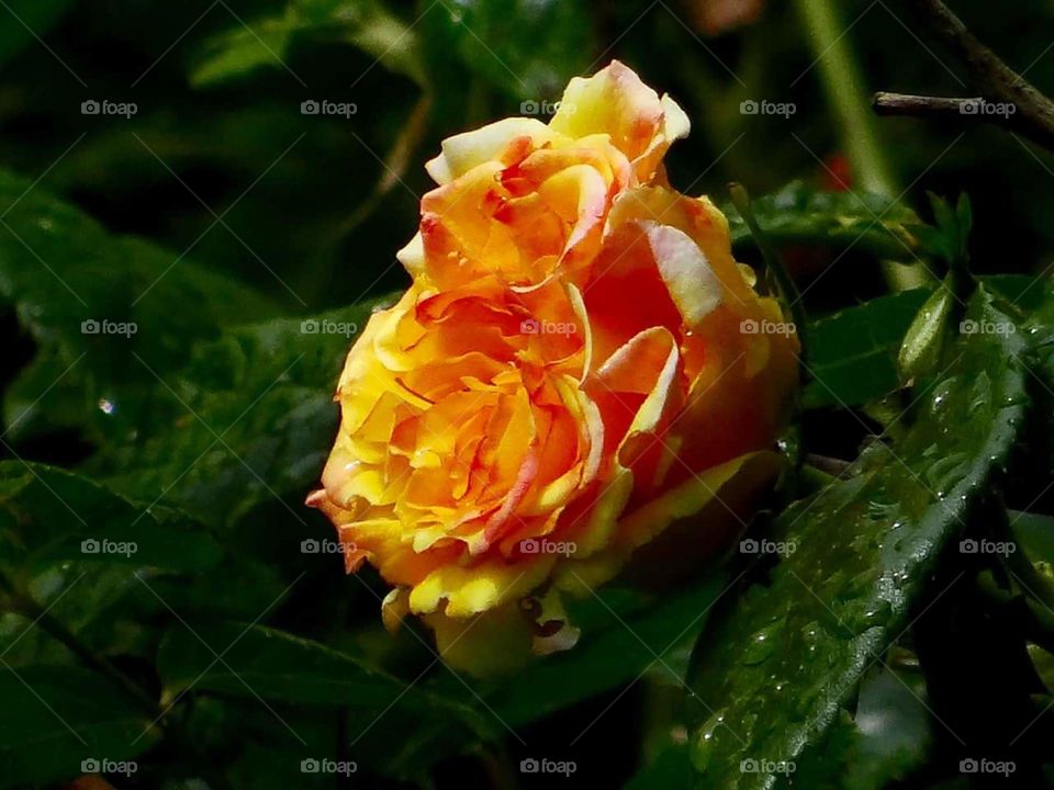 Flower, Leaf, No Person, Nature, Rose