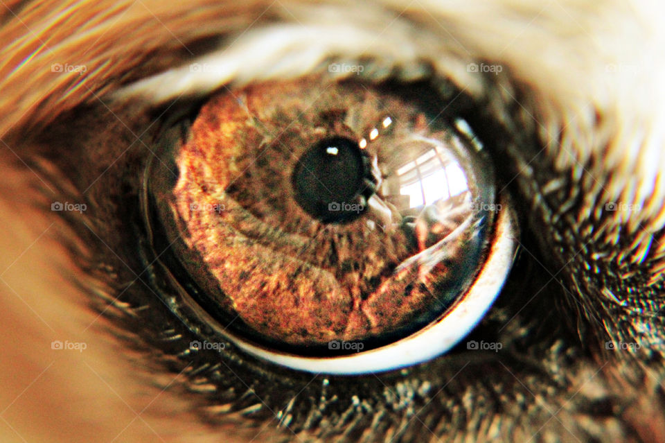 The iris of a dog. 