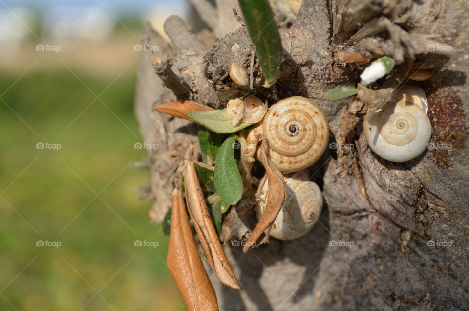 Seashells on tree trunk