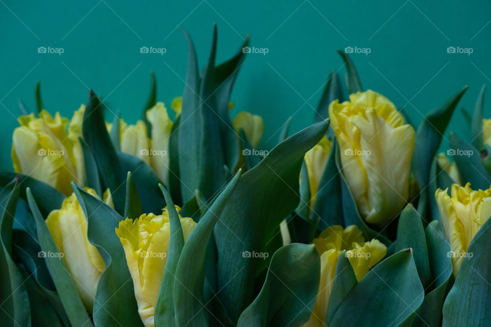 Tulips