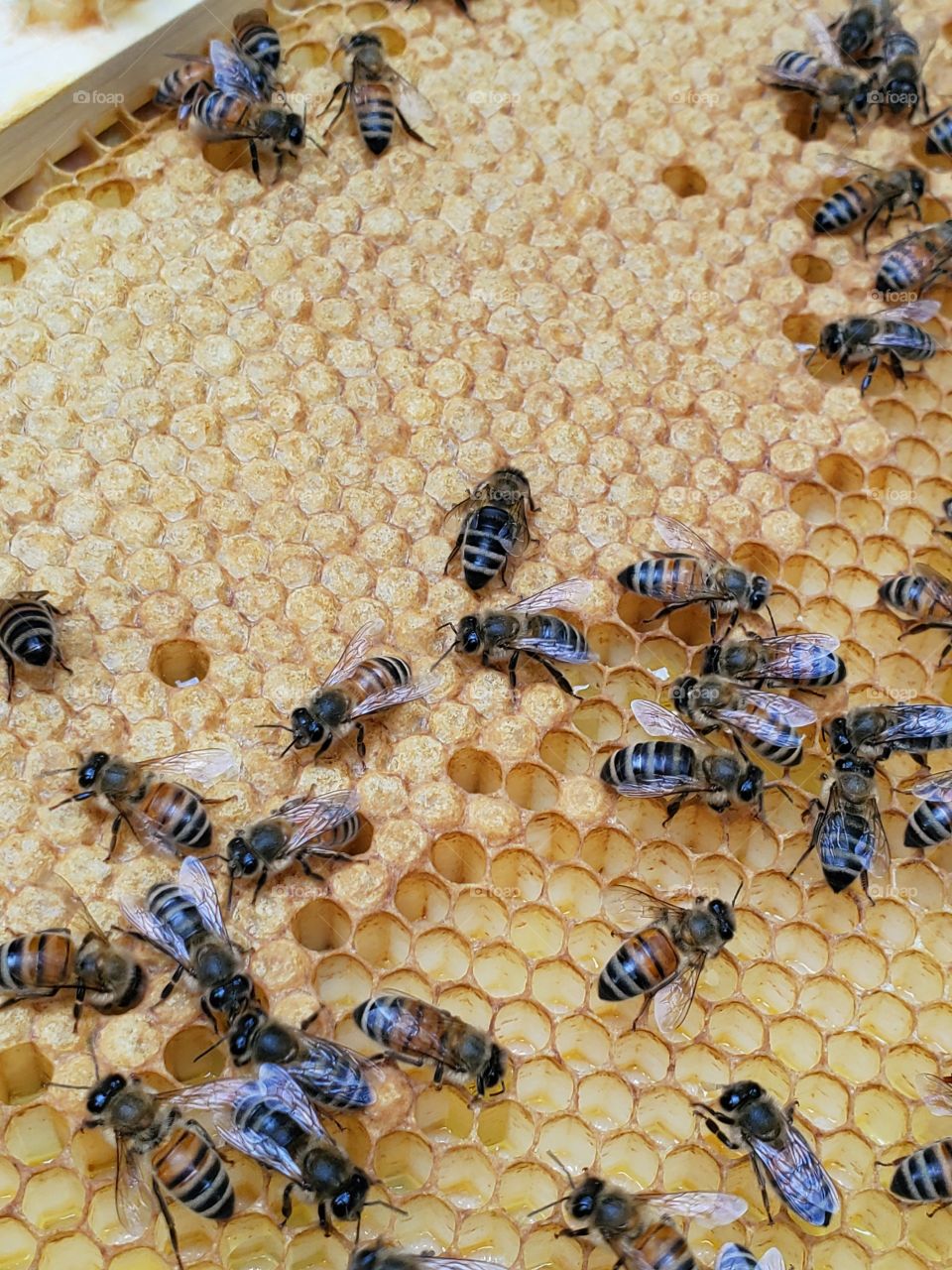 Filling the honeycombs