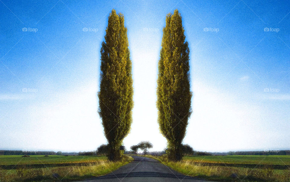 sky trees road path by sklarian