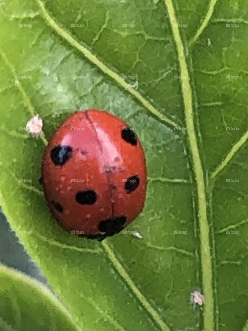 Beautiful ladybug on a green leaf in spring 