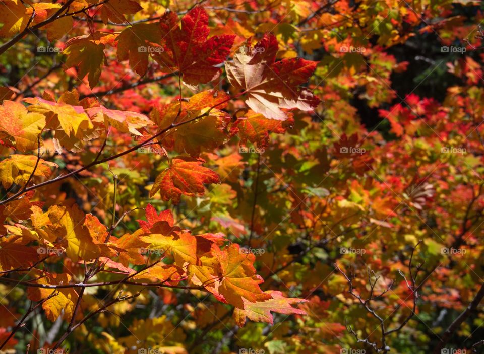 Detailed and textured red, yellow and orange maple leaves up on the Santiam Pass in Oregon on a sunny fall day. 
