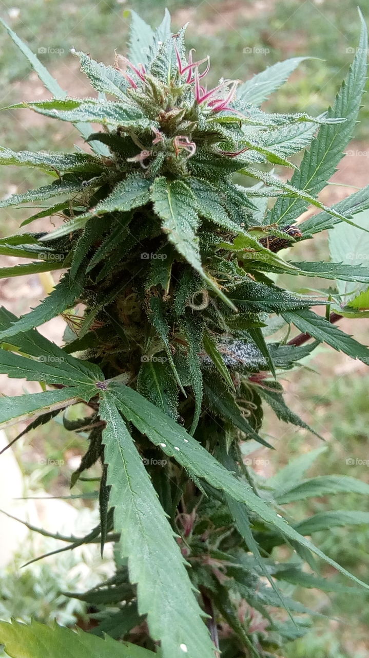 Marijuana Bud