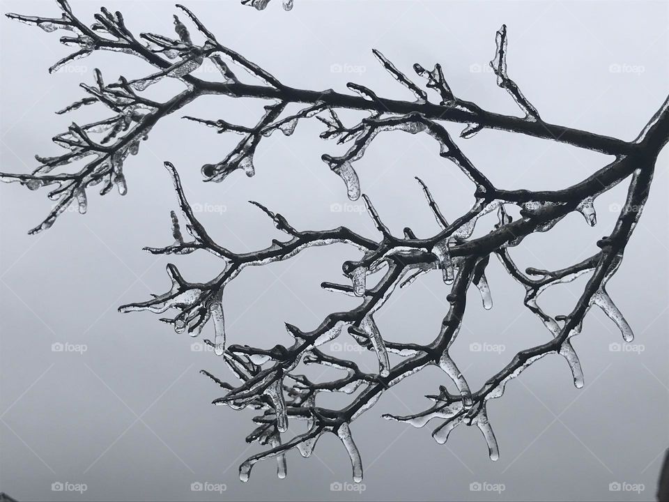 Frosted branches