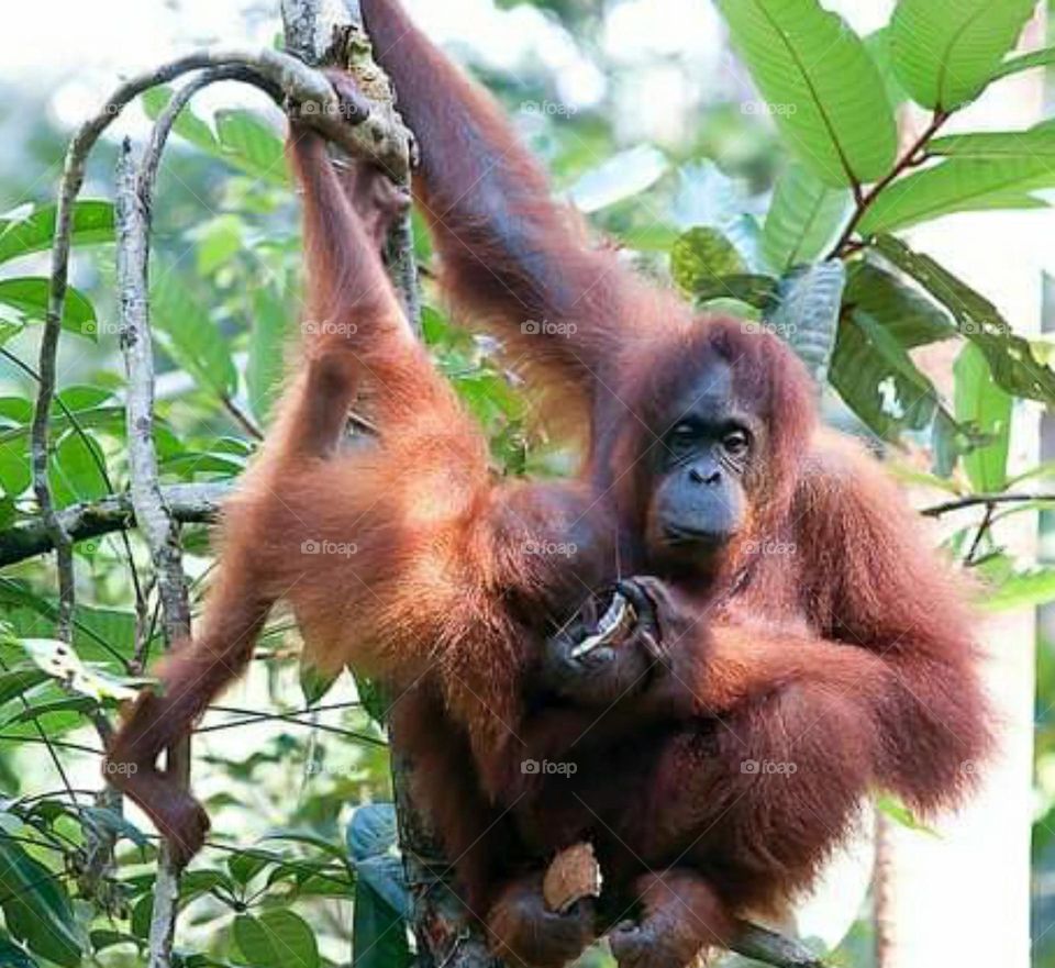 borneo forest people