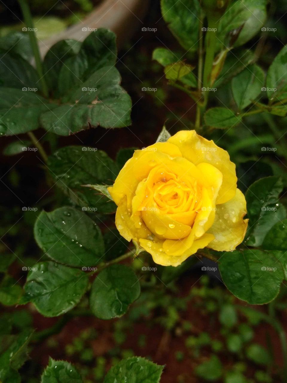 a beautiful tiny rose flower in my garden