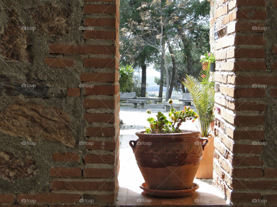 Geraniums in the window 