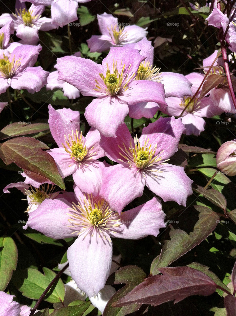 Clematis