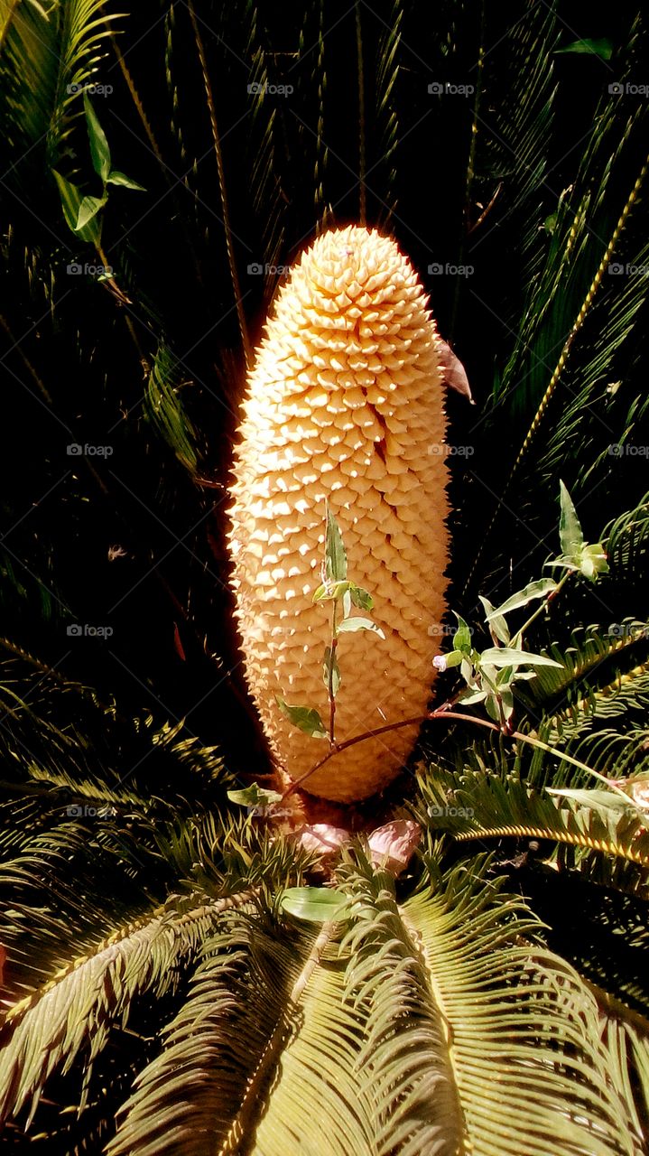 King Sago Palm Cycad tropical exotic
plant native in Japane.
It is known also as Japanese Sago Palm
or Japanese Cycad.
In this photo we see the male Sago Palm.