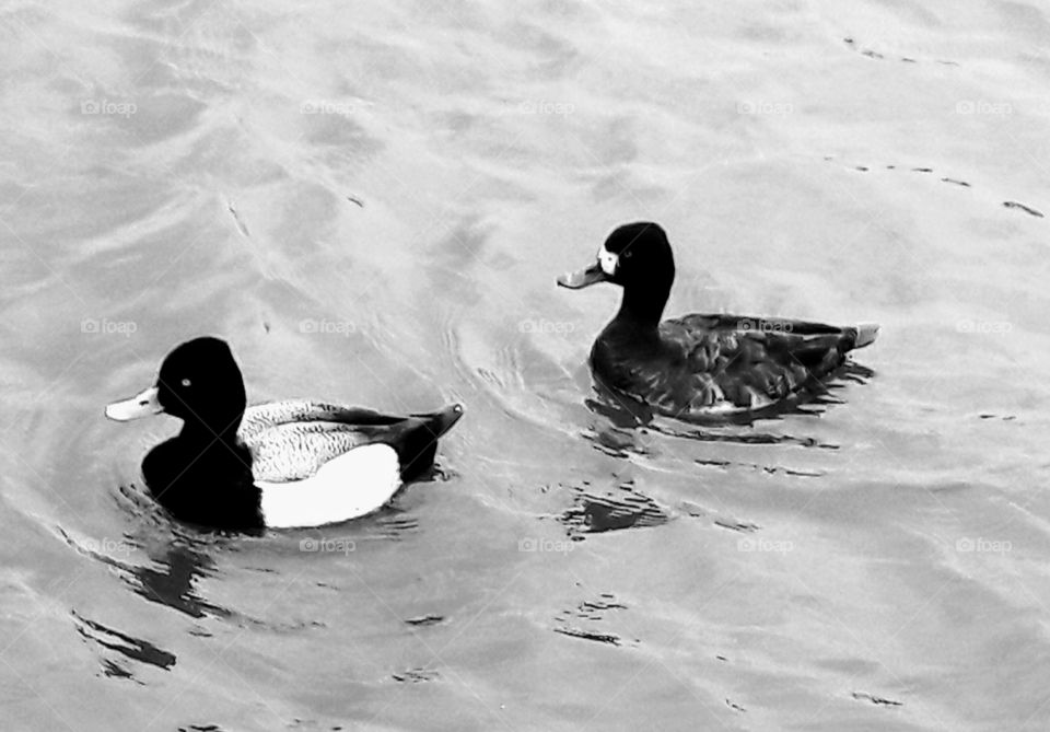 Ducks in Black and White