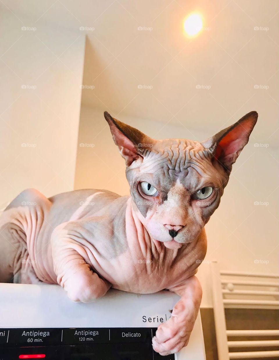 I will conquer the world