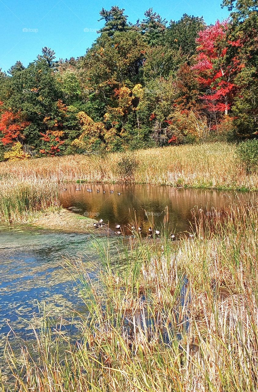 Wetland Pond in Autumn