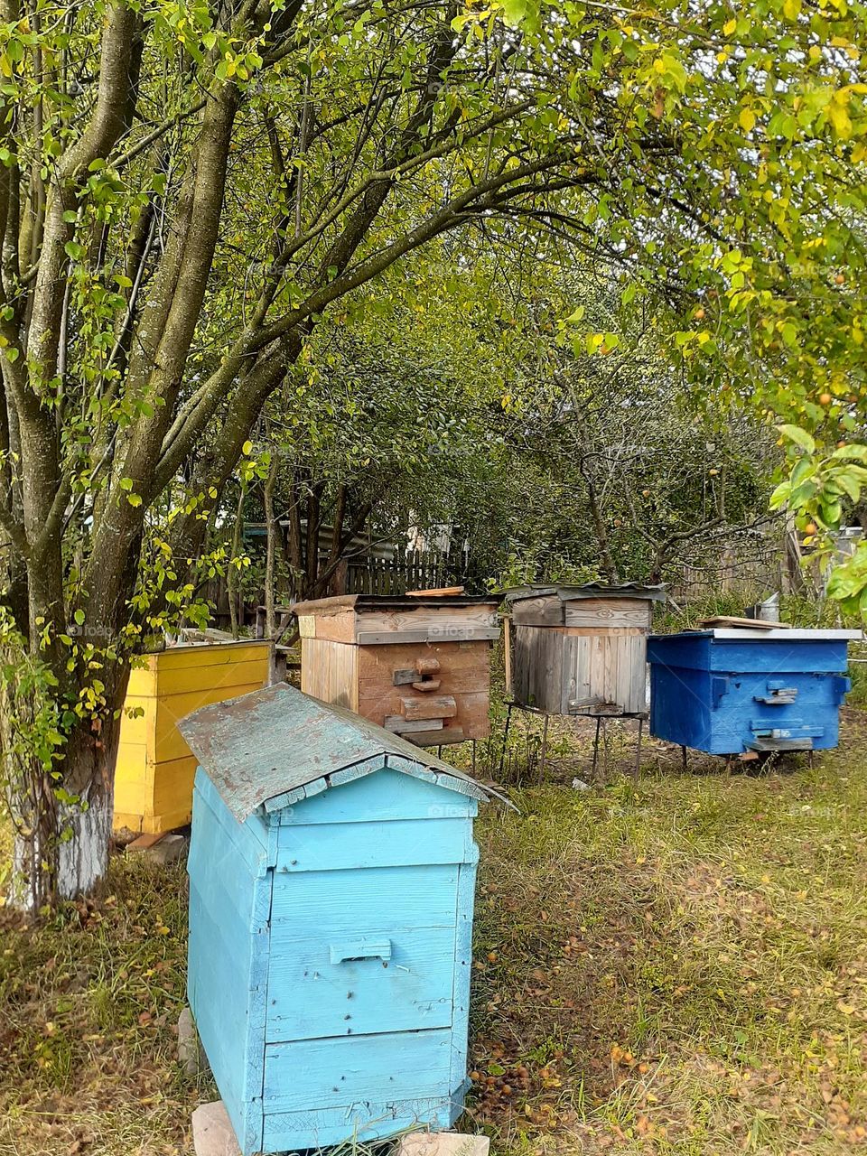 Домашня пасіка - Homes Apiary