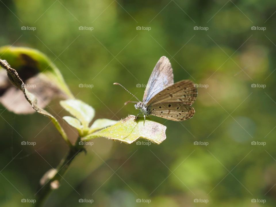 Beautiful and cute butterfly