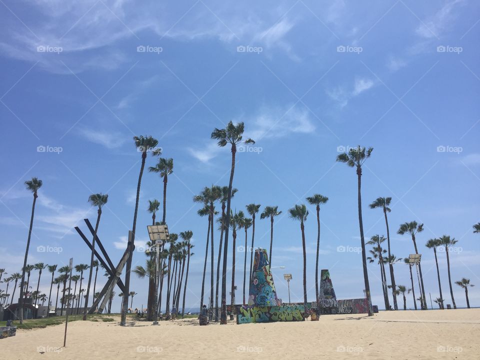 Palm trees in California 