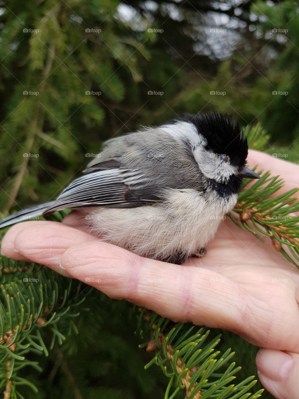 Tiny bird