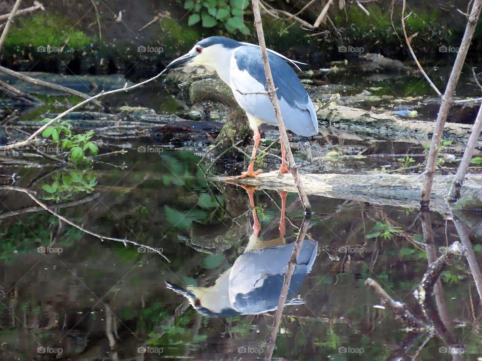 Night heron with reflection in water