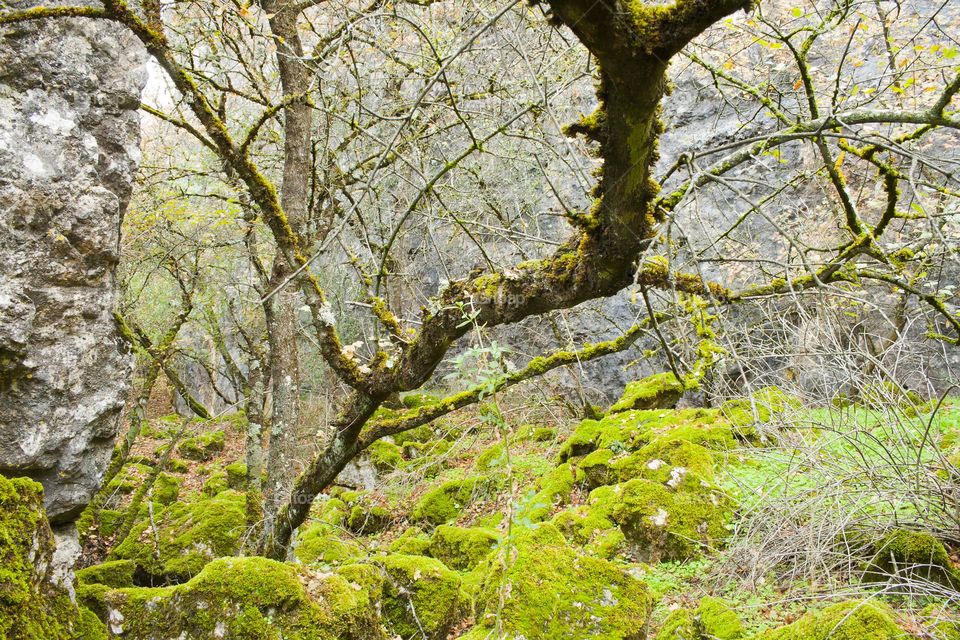 Branch in a forest with moss