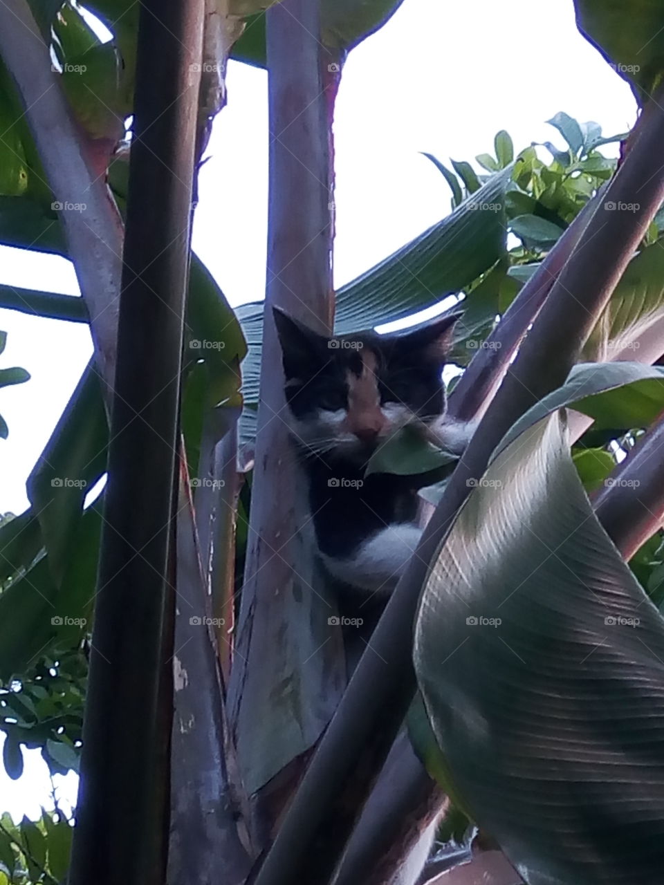 cat in banana tree for safety