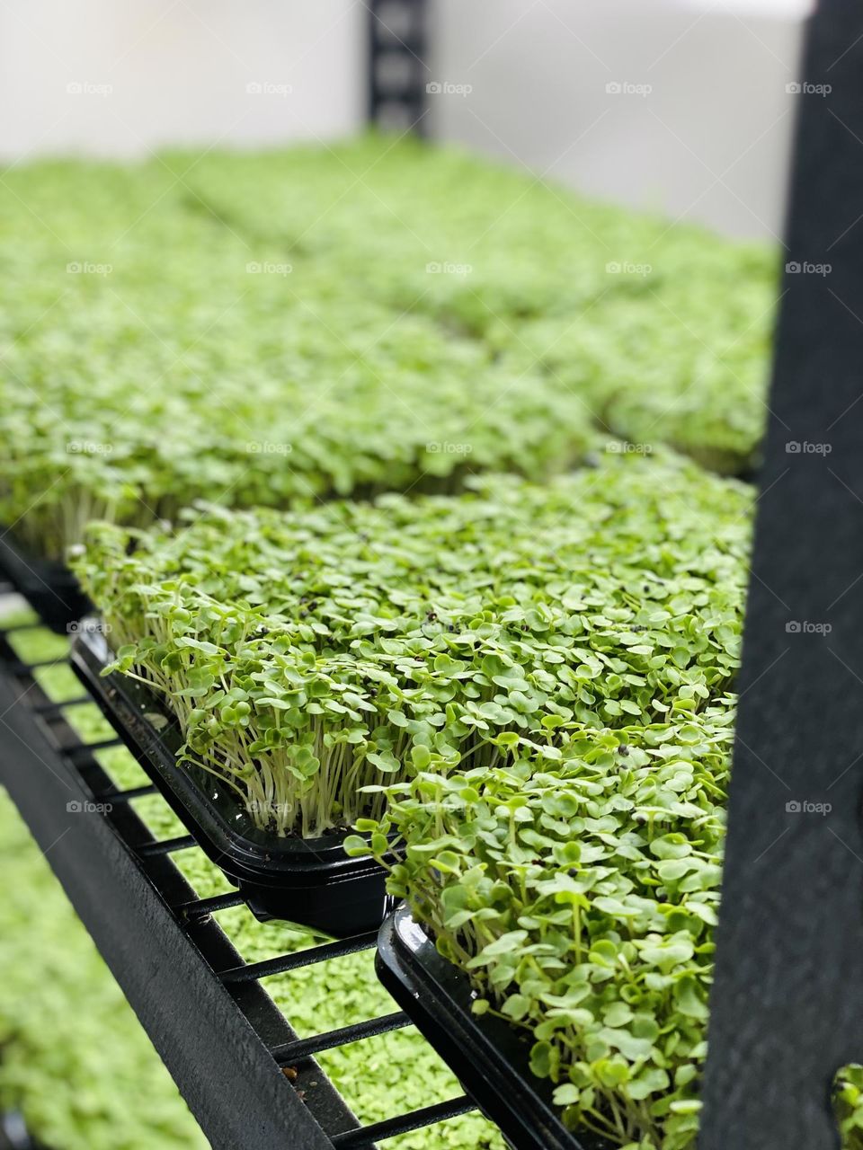 Microgreens galore !
