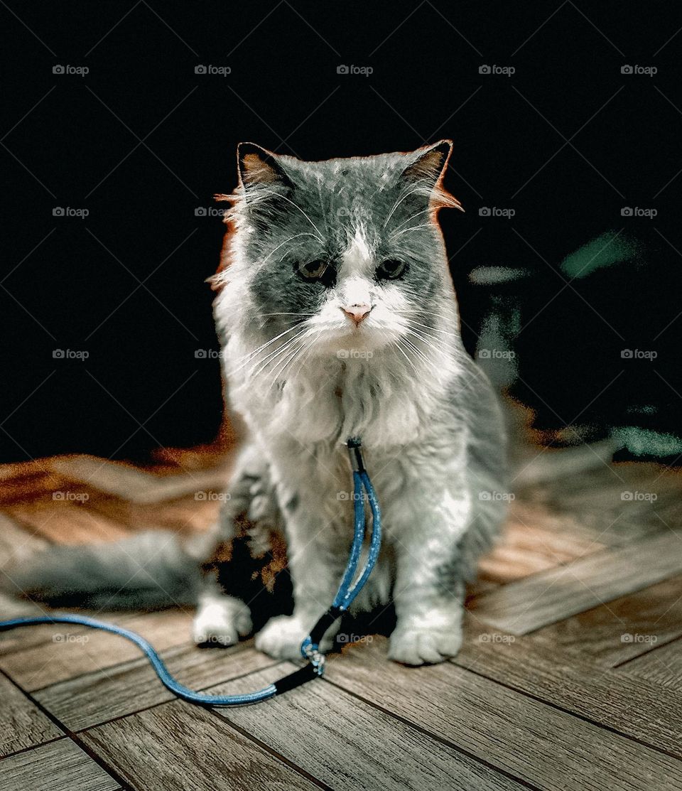 Domestic cat - Curios look and pose for photos 