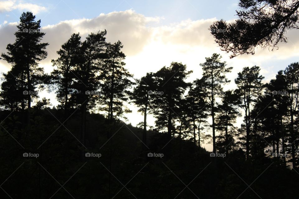 Tree, Nature, Wood, Landscape, No Person