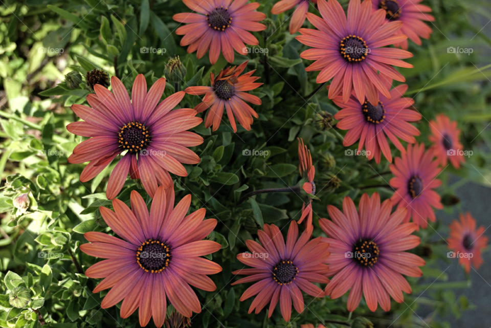 Cape Rain-Daisy
Springs 
California Flower