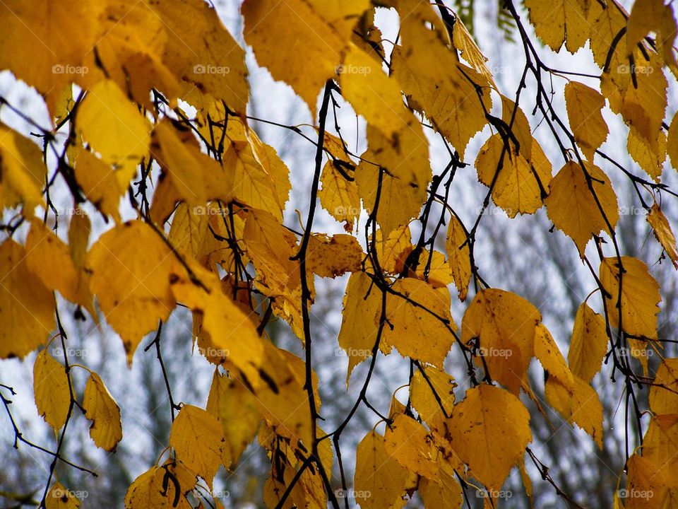 Birch fall color