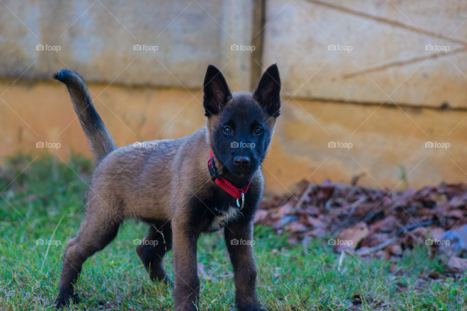 malinois puppy doing it's business