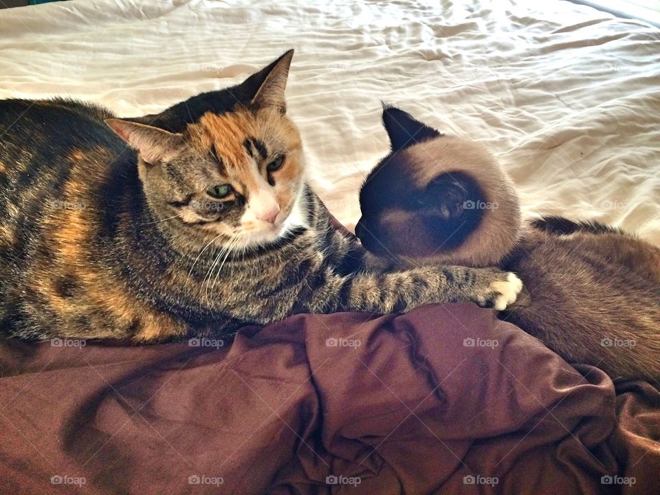 Cat hug. Best friends. 