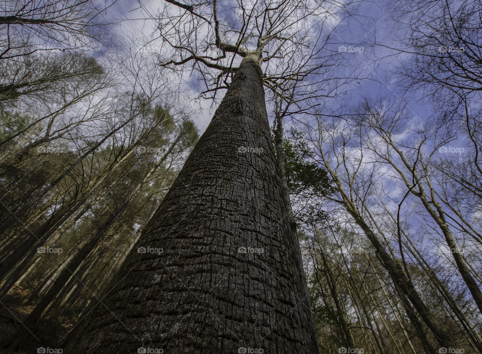 Low wide angle capture of Gennett Poplar located along Bear Creek Trail in Ellijay GA