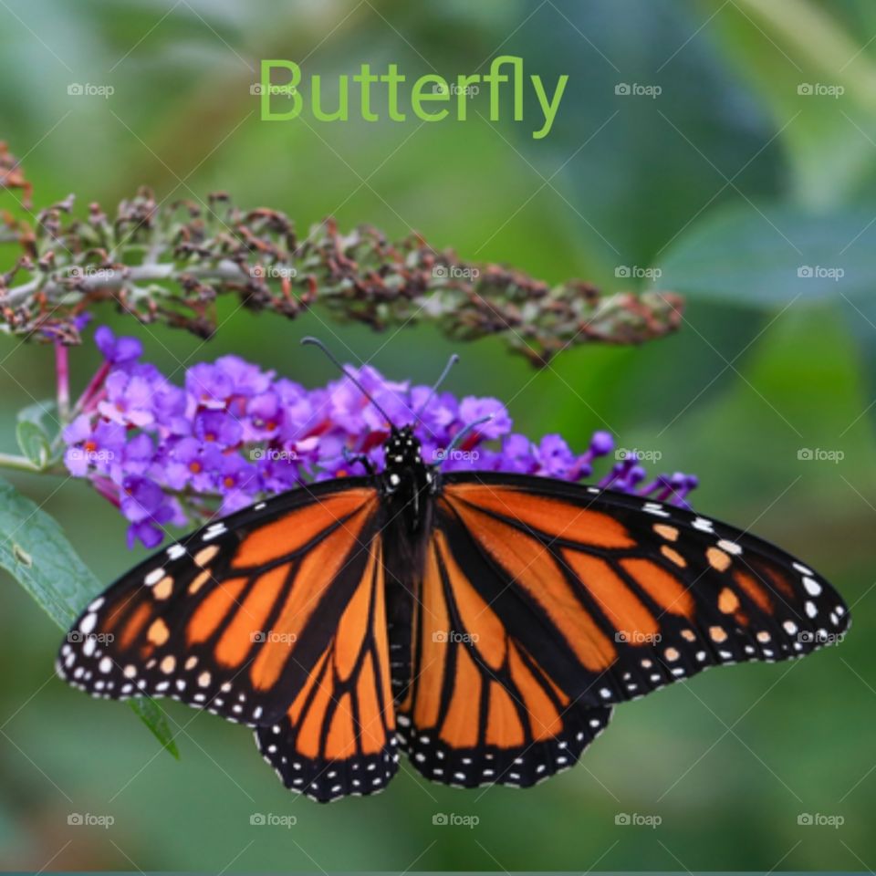 Beautiful butterfly in nature