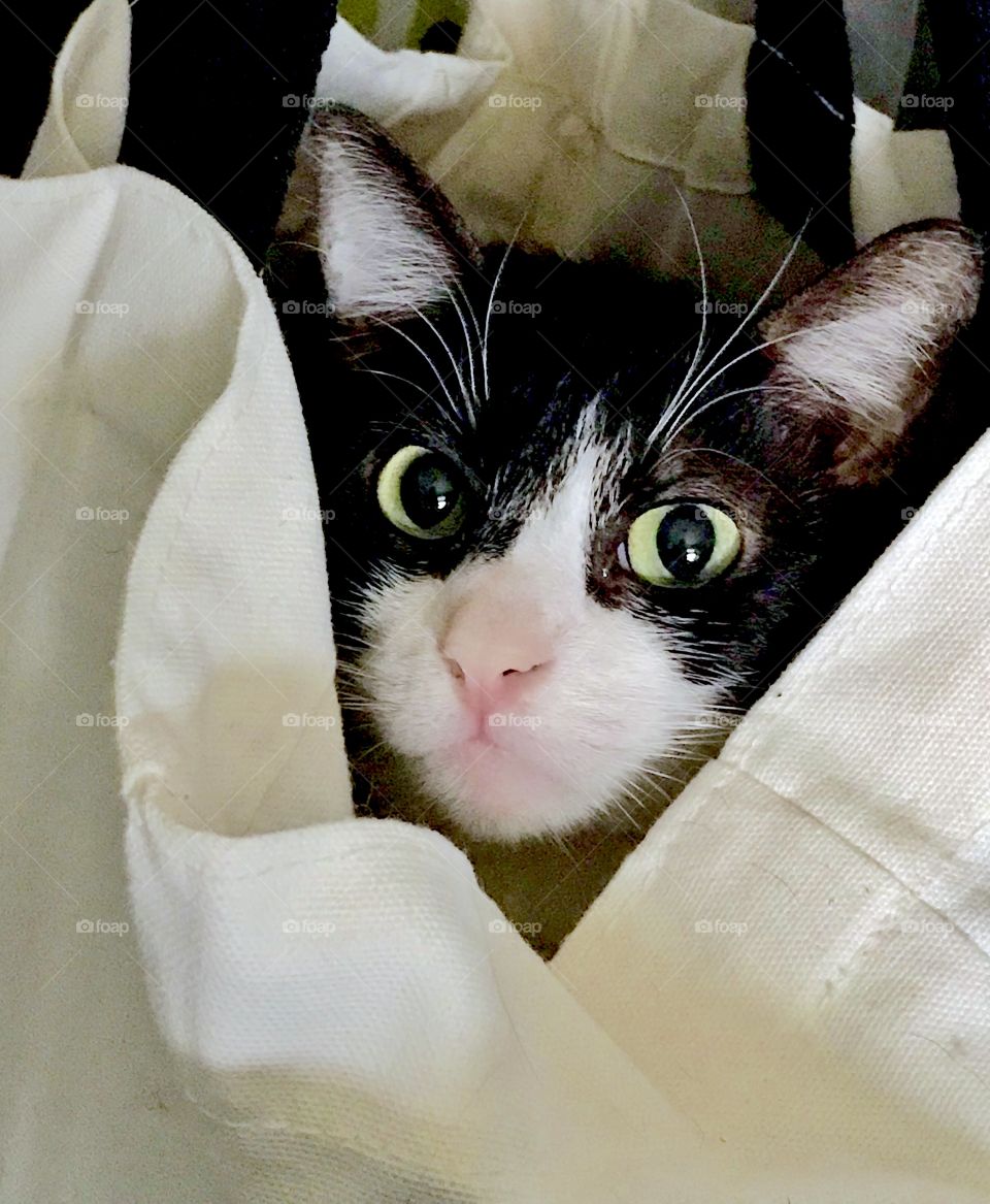 Bandit in a bag