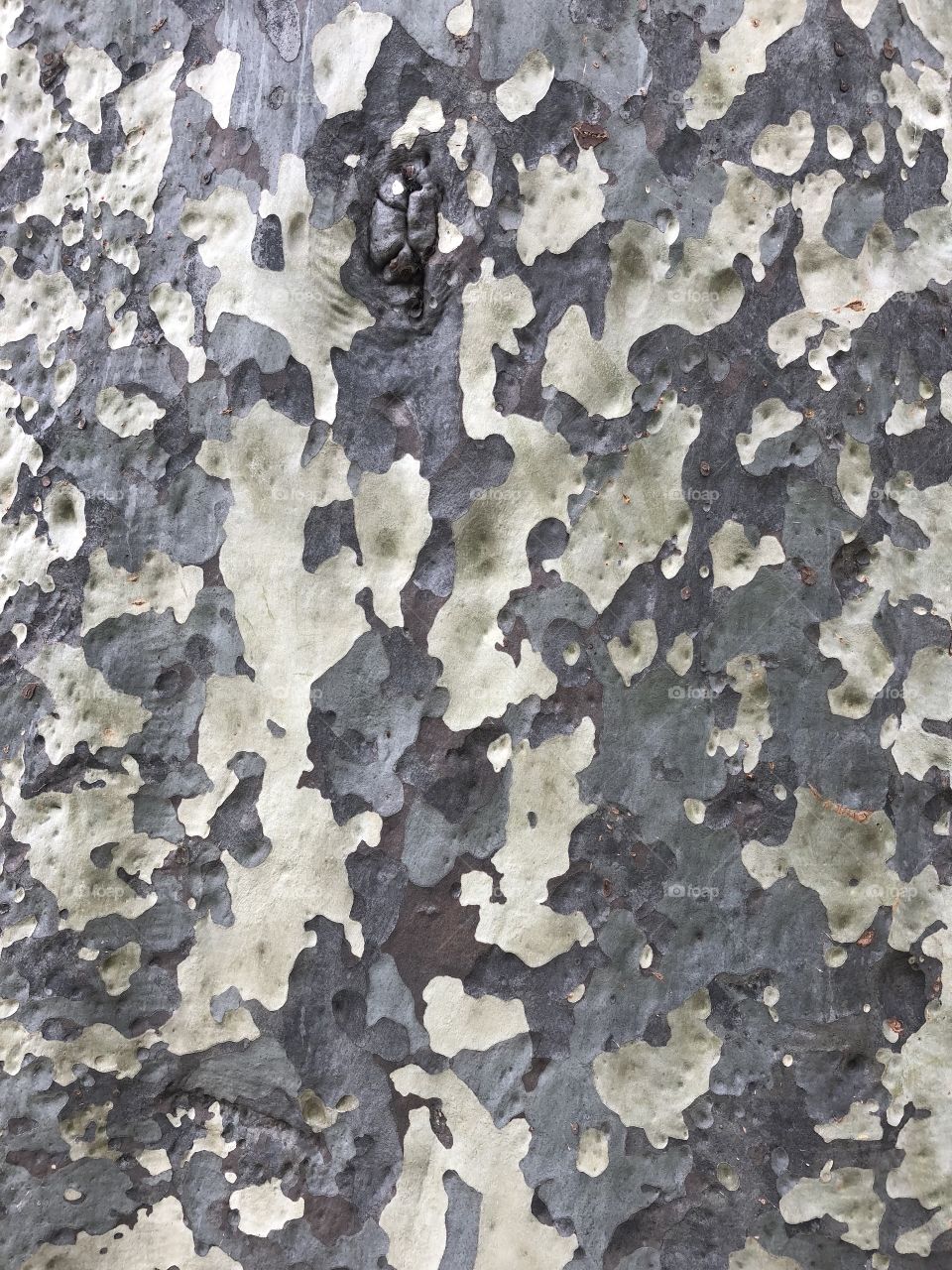 Bark pattern