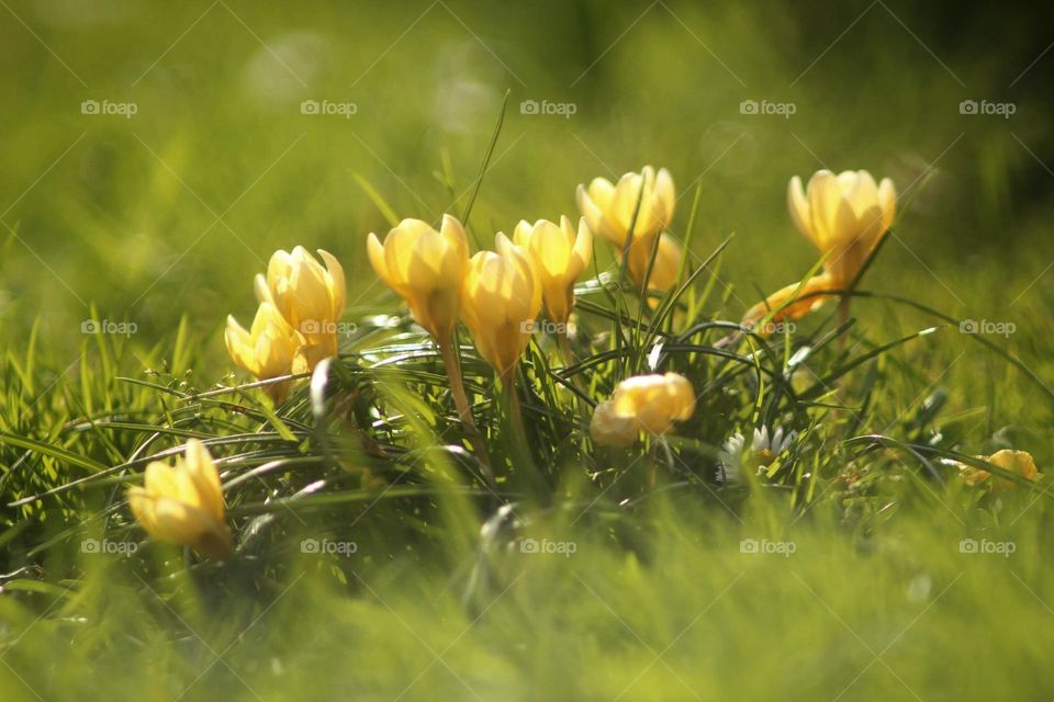 Yellow crocuses
