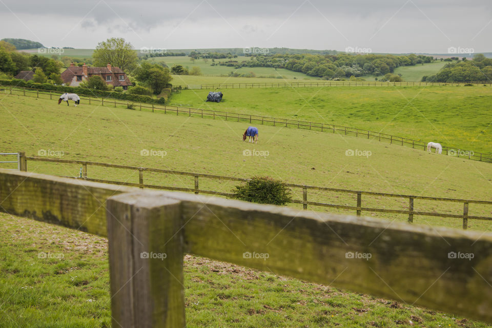 Agriculture, Landscape, Sheep, Farm, Livestock