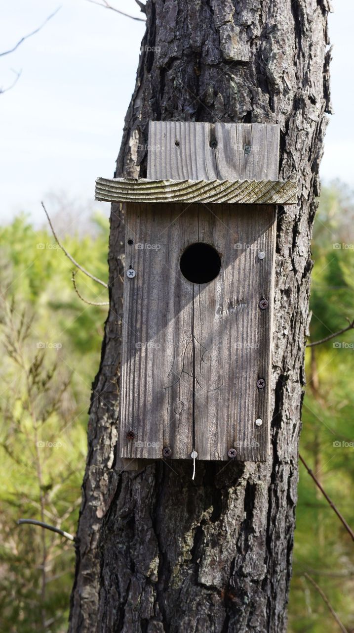 Birdhouse on tree trunk