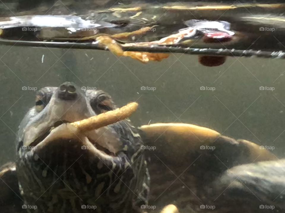 Turtle eats in aquarium