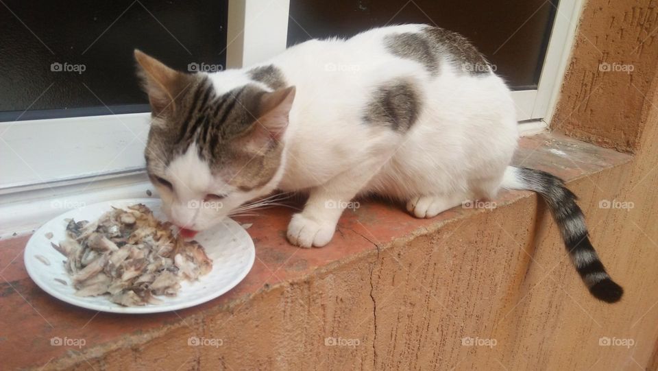 A cat eats his favorite fish meal.