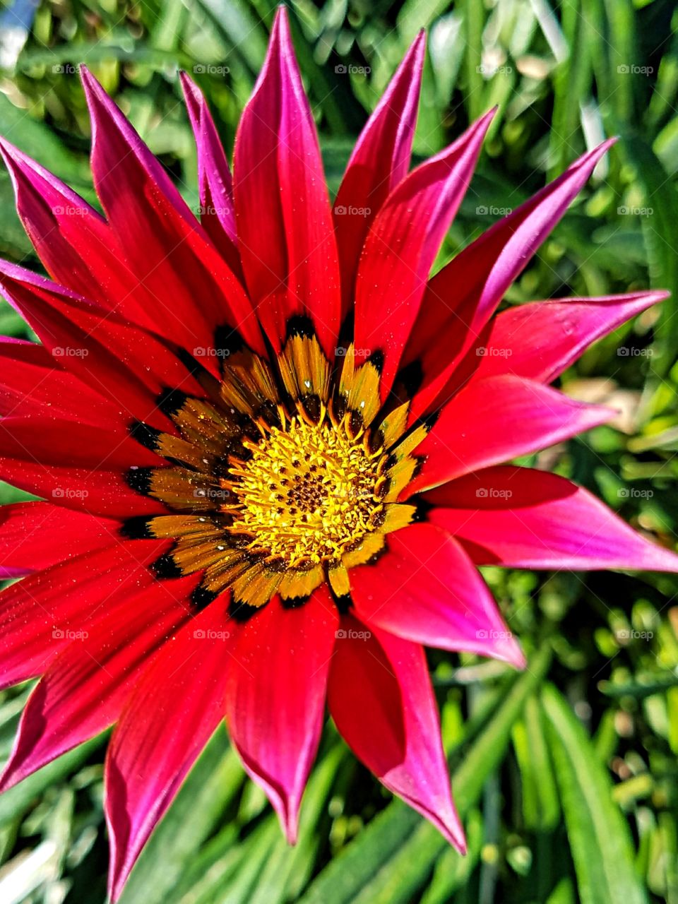Bright Red Daisy with Yellow Center!