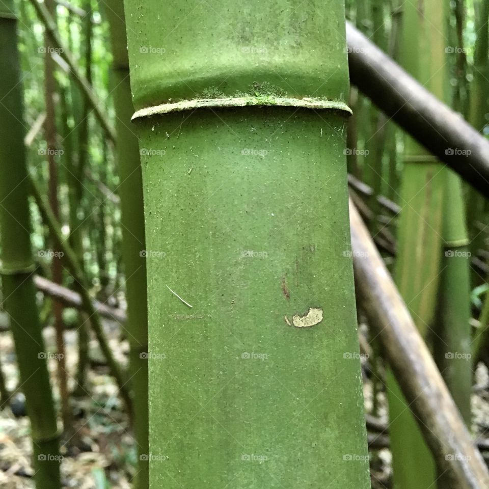 Bamboo forest