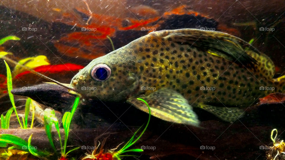 Captured my beautiful Leopard Catfish staring at me.