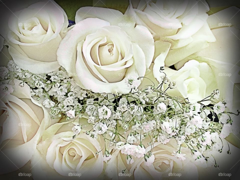 Snow White Roses. Snow White Roses
