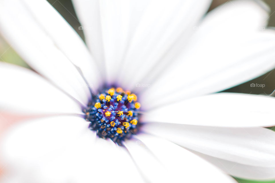 Spring flowers