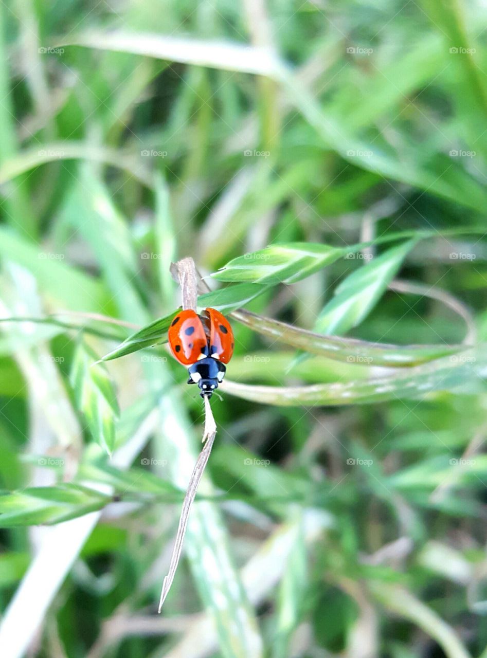 ladybird, ladybug