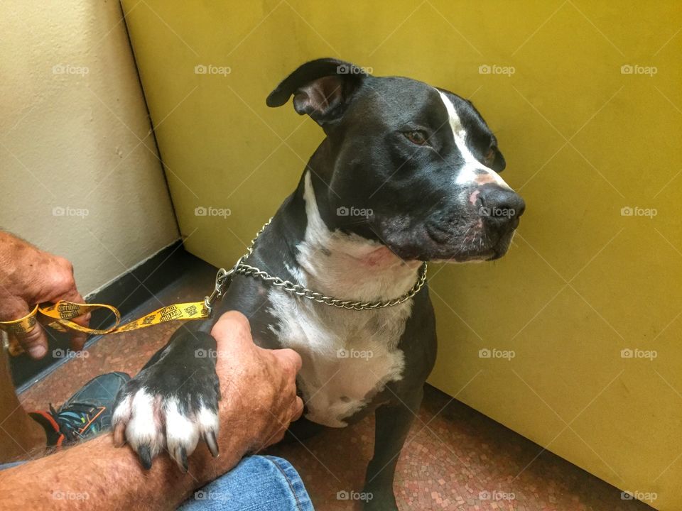 Waiting to see the vet